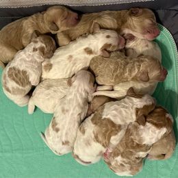 Boy 2 - Parti male Goldendoodle puppy in Covington, Louisiana from MyKy Puppies