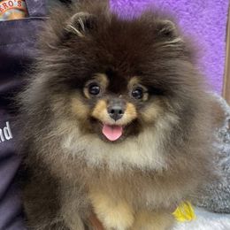 Mya - Pomeranian