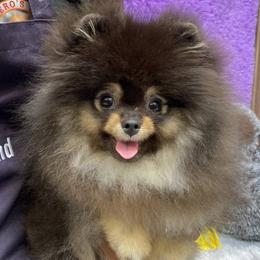 Mya - Pomeranian