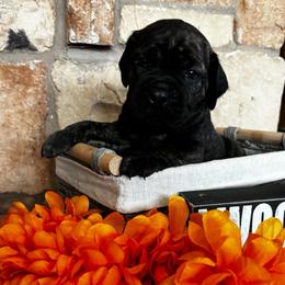 Orange collar - Chestnut brindle male Cane Corso puppy in Tucson, Arizona from Cane Corso Friends