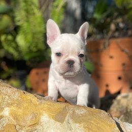 French Bulldog Puppies from Creekside