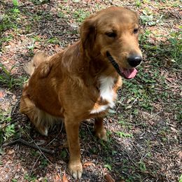 Golden Retrievers from Brilliant Golden Furry Tails