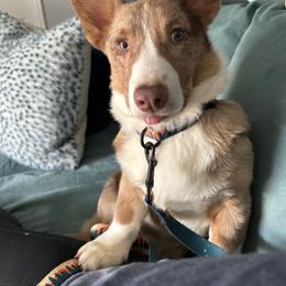 Brew - Liver and white male Cardigan Welsh Corgi puppy in Bland, Missouri from Shadey Lane Corgis