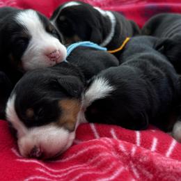 Greater Swiss Mountain Dogs and Lowchen from Roman Reign Lowchen and Greater Swiss Mountain Dogs