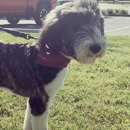Athena - Sheepadoodle