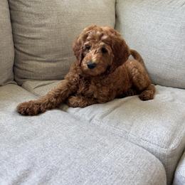 Bernedoodle Puppies from Halo BerneDo