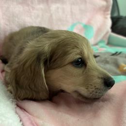Reduced-Gorgeous Gidget - Cream female Dachshund puppy in New Smyrna Beach, Florida from J & L Mini D’s