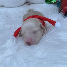 Angel Baby - Cream female Dachshund puppy in Prescott, Arizona from Dachshund Family Love Breeders