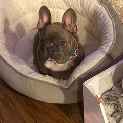 French Bulldogs from All Frenchied Up