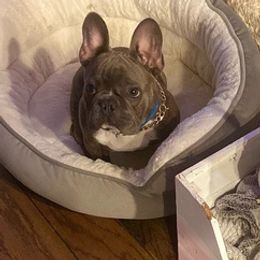 French Bulldogs from All Frenchied Up