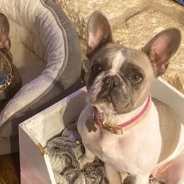 French Bulldogs from All Frenchied Up