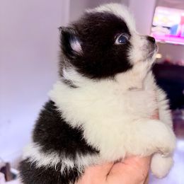 Timber - in love - Black parti male Pomeranian puppy in Gilmer, Texas from Fairchild Fancy Pomeranians and Coachella Pomeranians