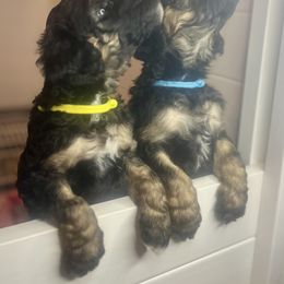 Goldendoodle Puppies from Fishermen’s Doodles