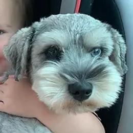 Miniature Schnauzers from Synergy Schnauzers
