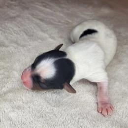 Parti Girl 3 - Parti female Yorkshire Terrier puppy in Willow Grove, Pennsylvania from Willow Grove Yorkie