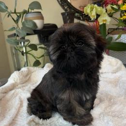 Lindor - Sable female Shih Tzu puppy in Fresno, California from Jas’ ClassnSass
