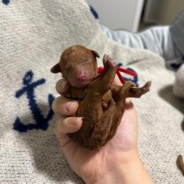 Coral - Red female Cavapoo puppy in Fort Worth, Texas from Aloha Paradise Poodles LLC
