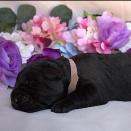 Felise - Black female Giant Schnauzer puppy in Bessemer, Alabama from The Copper Cottage Canines LLC