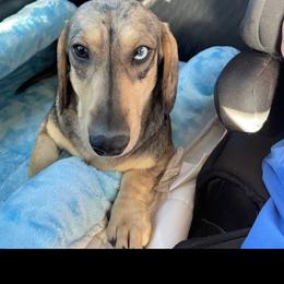 Ranger - Dachshund