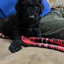 Goldendoodle and Poodle Puppies from Polly Wally Poodles and Doodles