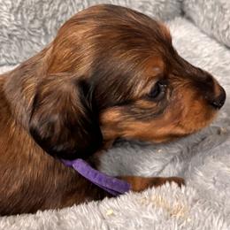 Purple collared girl - Sable female Dachshund puppy in Hastings, Nebraska from D & J SCOTTIES AND CAIRNS & Miniature Long haired Dachshunds