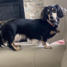 Elsa - Dachshund