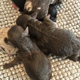 Aussiedoodle Puppies from Little Wonders Aussiedoodles