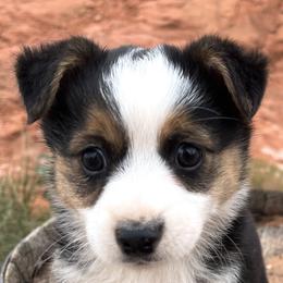 Pembroke Welsh Corgi and Toy Australian Shepherd Puppies from Double Bar H Corgis & Aussies