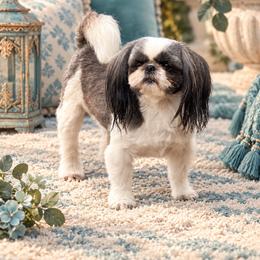 Willow - Shih Tzu