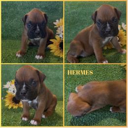 HERMES - AKC - Fawn male Boxer puppy in Verden, Oklahoma from Bar H Boxers