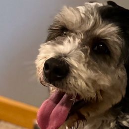Athena - Bernedoodle