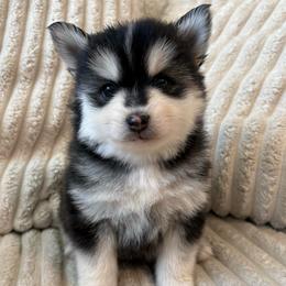 Cosmo - Black and white male Pomsky puppy in Valparaiso, Indiana from Valparaiso Pomskys