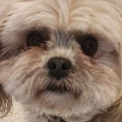 Shichons from Tri-County Kennels