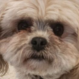 Shichons from Tri-County Kennels