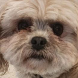 Shichons from Tri-County Kennels