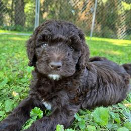 Sven - Red male Aussiedoodle puppy in Churchville, New York from Bluebird Family Farm