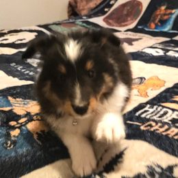 Boy 3 - male Shetland Sheepdog puppy in Los Lunas, New Mexico from Stafford Shelties