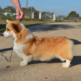 Nala - Pembroke Welsh Corgi