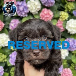 RESERVED - Liver male Miniature Schnauzer puppy in Spruce Pine, North Carolina from Schnauzers of Blue Ridge