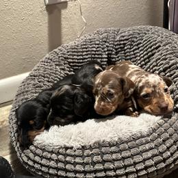 Dachshund Puppies from L&L Dachshunds
