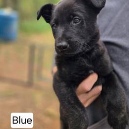 Blue Collar Male - Gold brindle male Dutch Shepherd puppy in Dallas, Georgia from Bluestone Creek Dutch Shepherds
