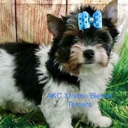 Xtreme Adorable Boy - Black tan and white male Biewer Terrier puppy in Jonestown, Pennsylvania from AKC Xtreme Biewer Terriers...