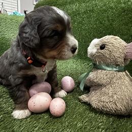 Bernedoodle Puppies from Elite Bernedoodle Besties LLC