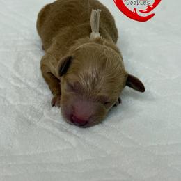 Romeo - Apricot male Goldendoodle puppy in Yerington, Nevada from GoldenHearted Doodles