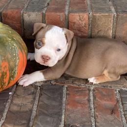 Lilac tri tuxedo - male American Bully puppy in Russellville, Kentucky from Mud-E Acres Kennel
