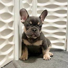 Chance - Tricolors male French Bulldog puppy in Colorado Springs, Colorado from Sun Mountain Frenchies
