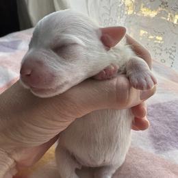 Dolly - White female Miniature Schnauzer puppy in Hollywood, South Carolina from Lowcountry Dreams Schnauzers