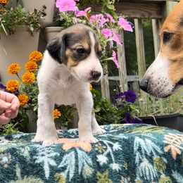 Girl 5 - American Foxhound puppy in Supply, North Carolina from Cedarwood Kennels
