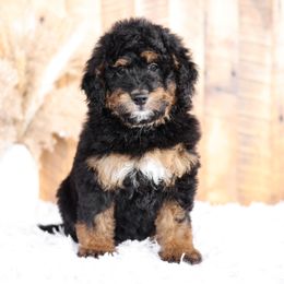 Bernedoodle and Goldendoodle Puppies from Kimberlee’s Kennels