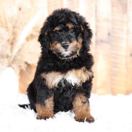 Bernedoodle and Goldendoodle Puppies from Kimberlee’s Kennels